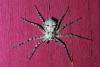 Philodromus margaritatus
